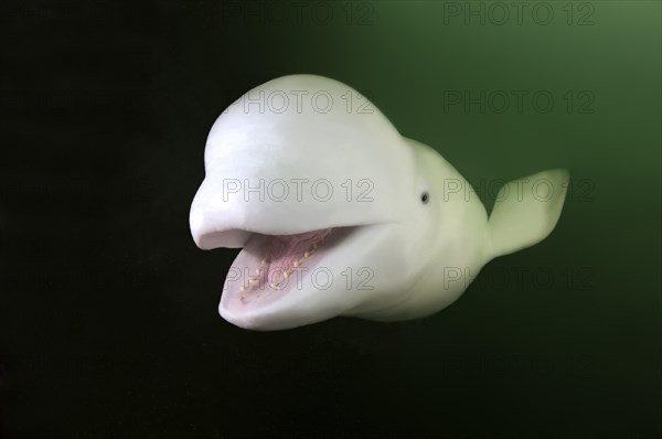 Beluga or White Whale (Delphinapterus leucas)