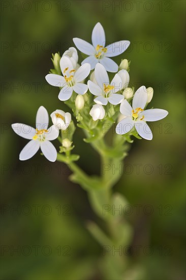 Centaury (Centaurium erythraea)