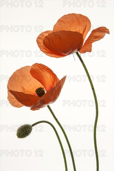 Poppy