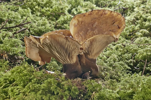 Velvet roll-ri (Tapinella atrotomentosa)