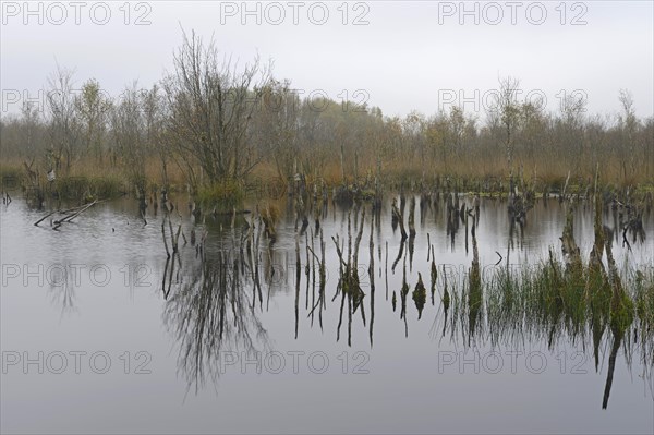 Wetland rehydration with dead Birch trees (Betula pubescens)