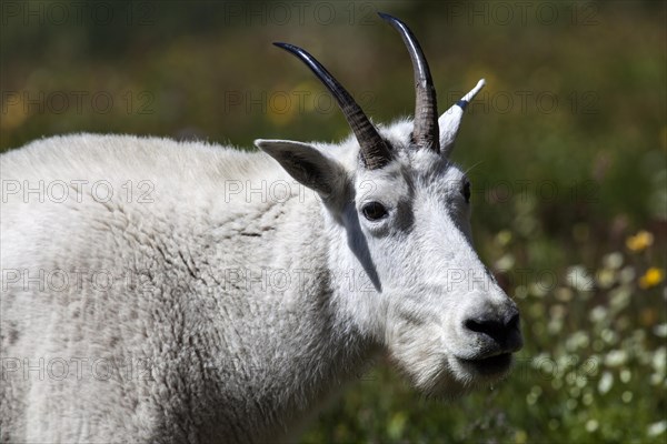 Mountain Goat (Oreamnos americanus)