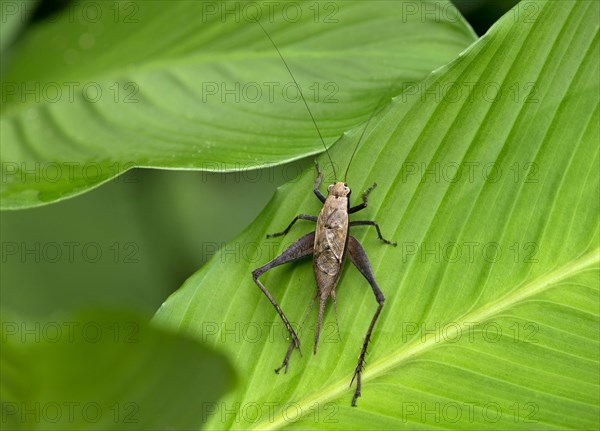 Bug species (Coreidae sp.)