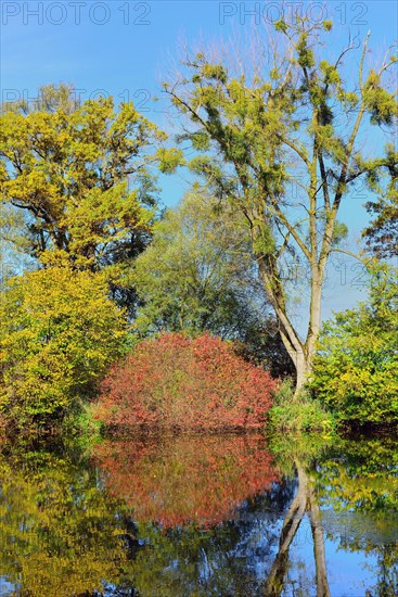 Trees with loquat (Viscum alba) reflected in Lake Chiemsee