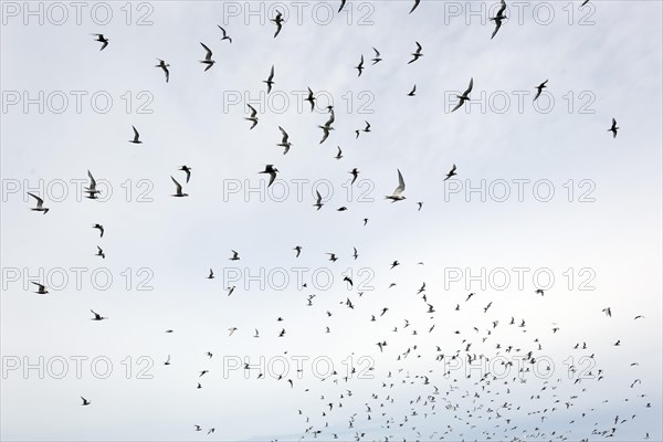 Arctic Terns (Sterna paradisaea)