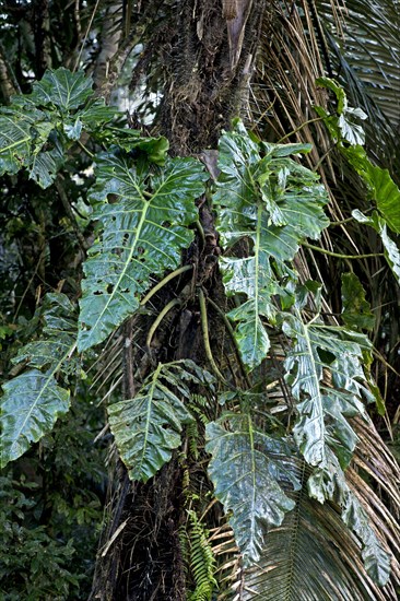 Leaves of epiphytic Giant Philodendron (Philodendron maximum)