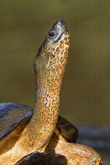 Black River Turtle (Rhinoclemmys funerea)