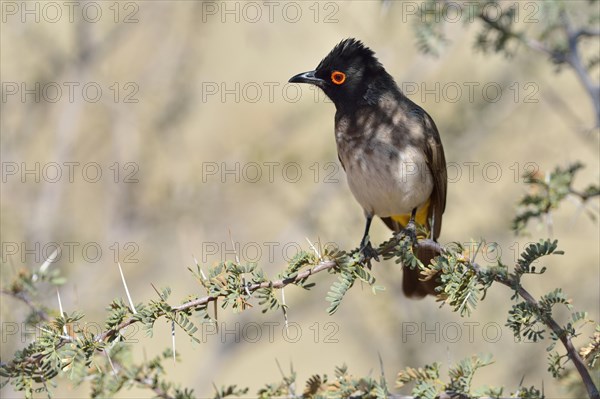 African Red-eyed Bulbul (Pycnonotus nigricans)