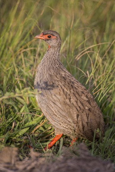 Red-necked Spurfowl (Francolinus afer cranchii)