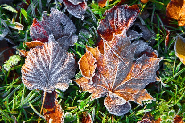 Autumn leaves