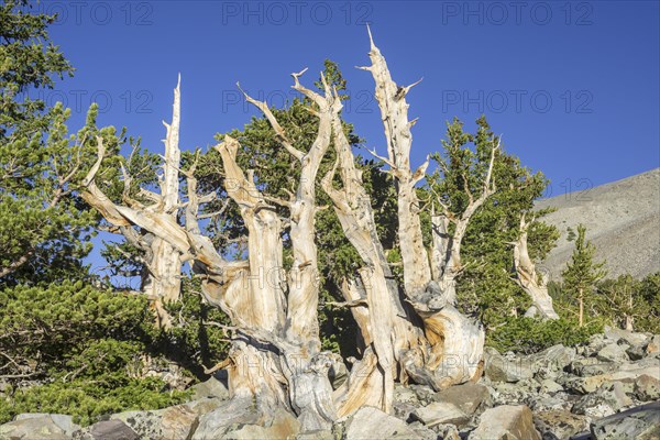 Bristlecone Pine (Pinus longaeva)