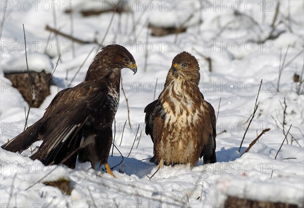 Buzzards (Buteo buteo) in the snow