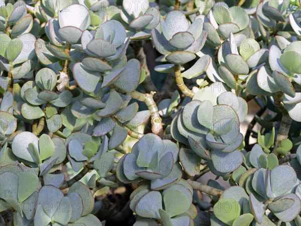 Silver dollar plant (Crassula arborescens)