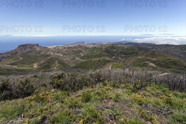 View from the summit of Garajonay on charred shrubs