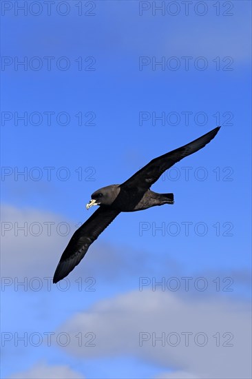 White-chinned Petrel or Cape Hen (Procellaria aequinoctialis)