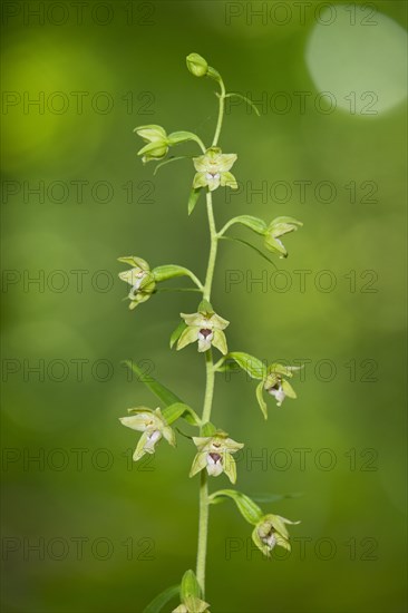 Narrow-lipped Helleborine (Epipactis leptochila)