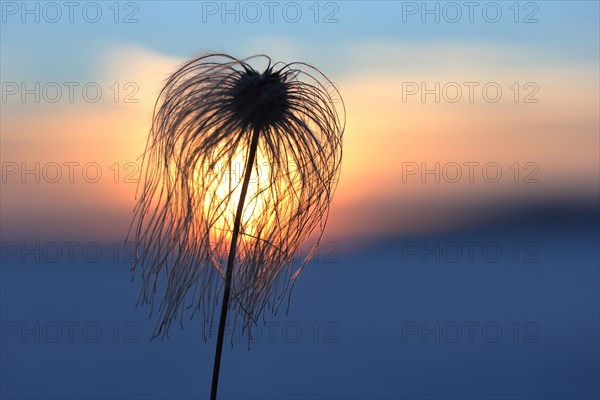 Chinese Clematis