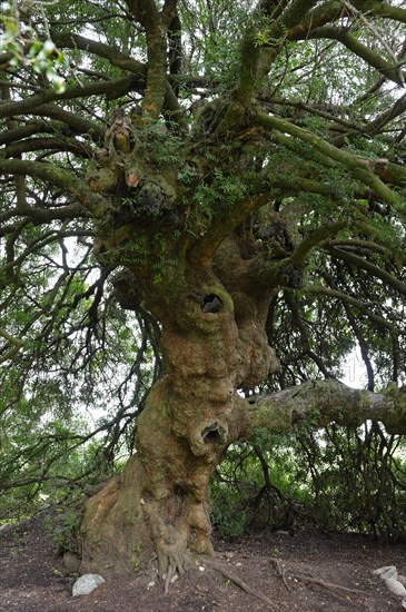 Mastic Tree (Pistacia lentiscus)