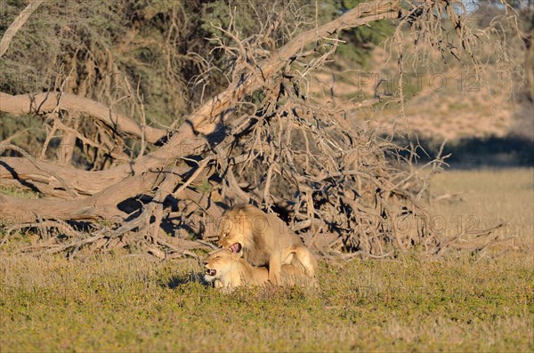 Lion couple (Panthera leo)