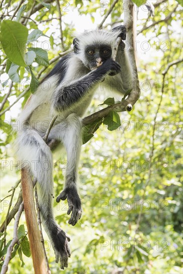 Zanzibar Red Colobus (Procolobus kirkii) sitting on a tree