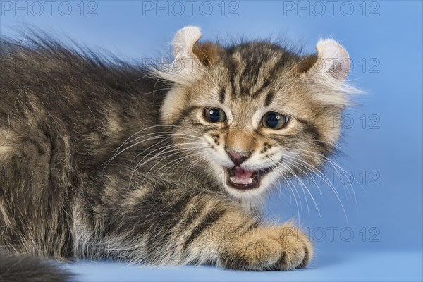 Breedcat American Curl (Felis silvestris catus)
