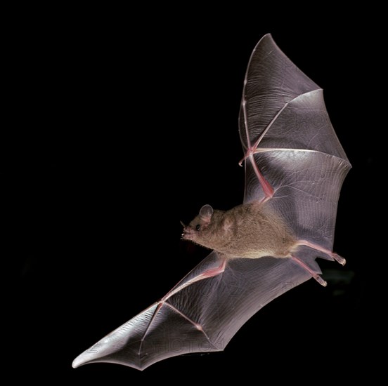 Fringe-lipped bat (Trachops cirrhosus)