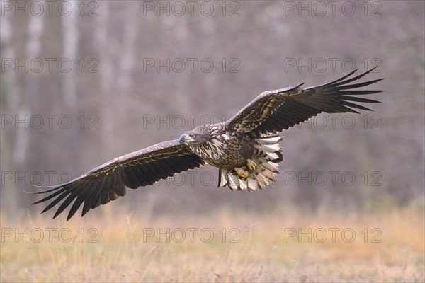 White-tailed Eagle (Haliaeetus albicilla) in flight in an autumn landscape