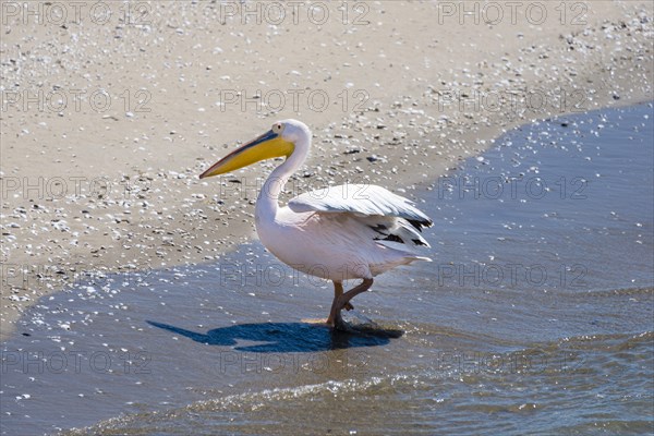 Great White Pelican (Pelecanus onocrotalus) in Walvis Bay