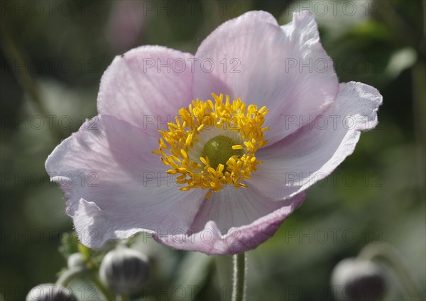 Chinese anemone (Anemone hupehensis)