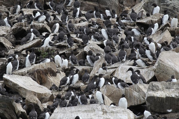 Guillemots (Uria aalge)