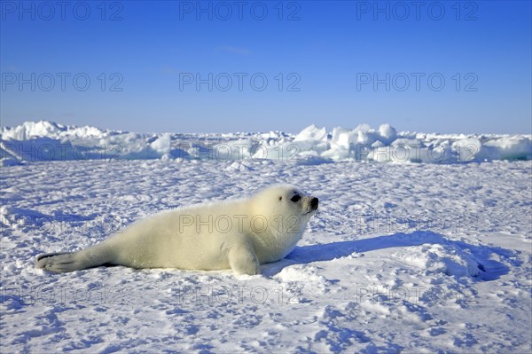 Harp Seal or Saddleback Seal (Pagophilus groenlandicus