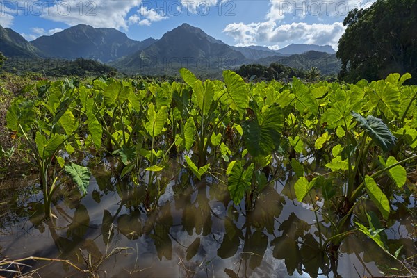 Field with Taro