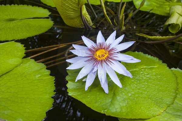 Water Lilies (Nymphaea)