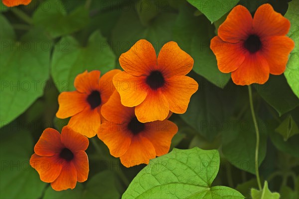 Flowers of the Black-eyed Susan (Thunbergia alata)