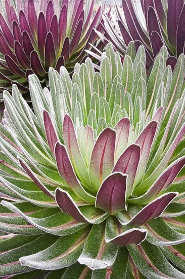 Giant Lobelia (Lobelia deckenii)