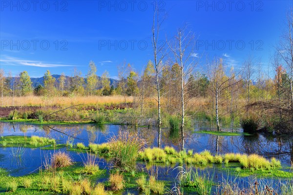 Renatured peat bog with newly-grown Peat Moss (Sphagum sp.)