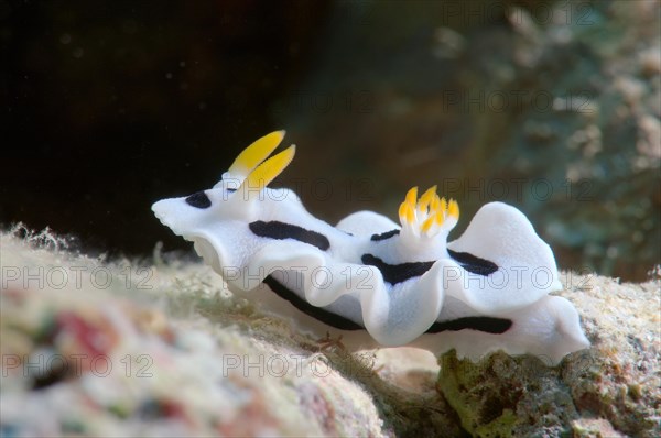 Diana's Chromodoris (Chromodoris dianae)