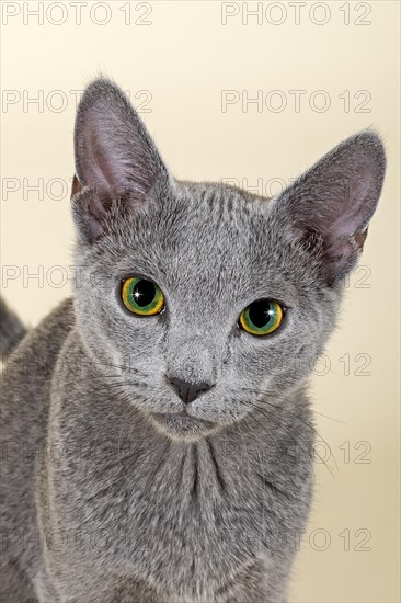 Russian Blue