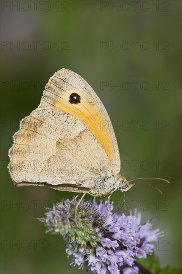 Meadow Brown (Maniola jurtina)