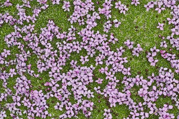 Moss Campion (Silene acaulis)