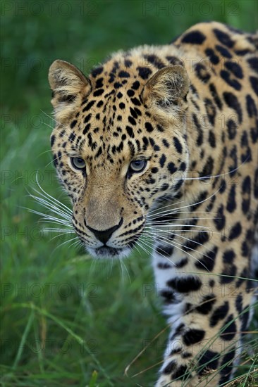 Amur Leopard (Panthera pardus orientalis)