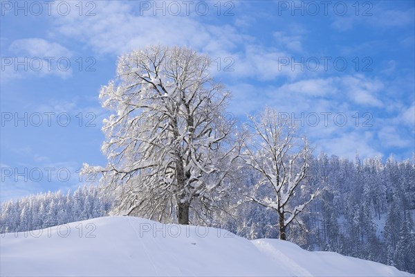 Snow covered trees