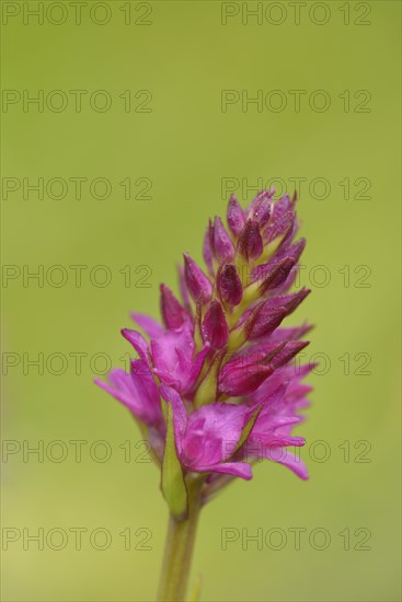 Nigritella (Nigritella sp.)