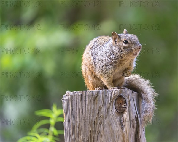 Rock Squirrel (Spermophilus variegatus)