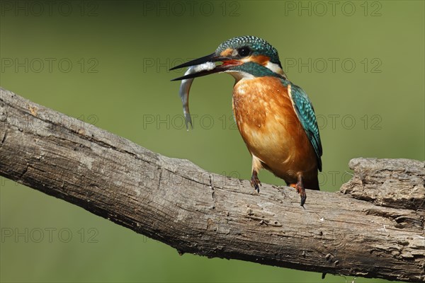 Kingfisher (Alcedo atthis)