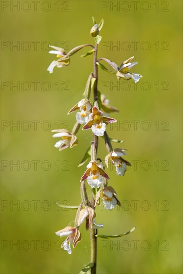 Marsh Helleborine (Epipactis palustris)