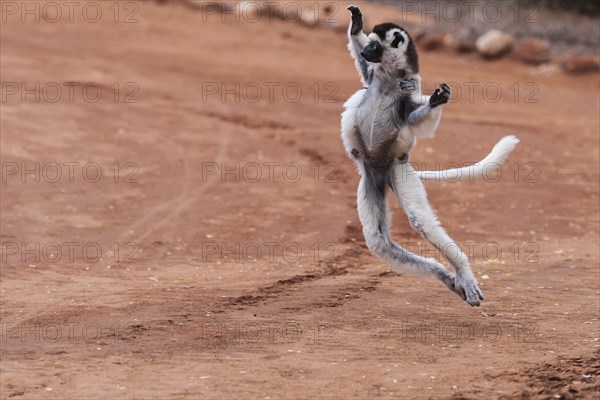 Dancing' Verreaux's sifaka (Propithecus verreauxi)