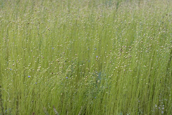 Cultivation of flax on a field