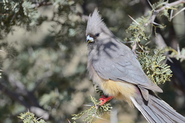 White-backed Mousebird (Colius colius) perched on a branch