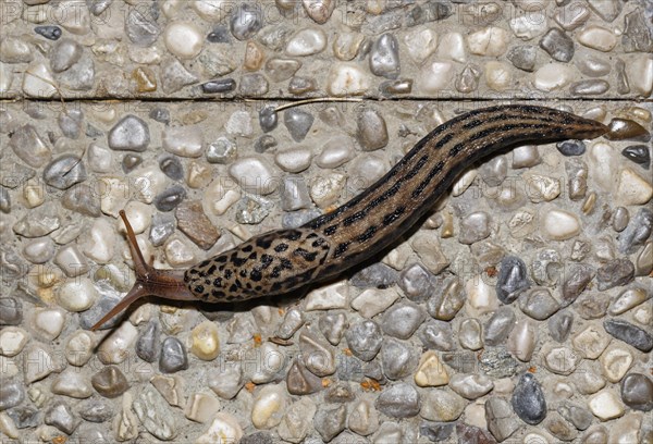 Giant Garden Slug (Limax maximus)